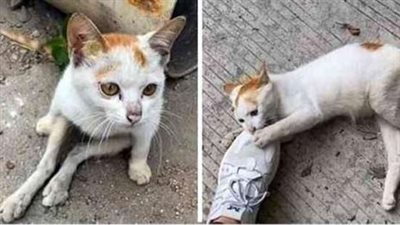 Paralyzed Feral Cat Begged For Help, This Guy Made The Right Decision