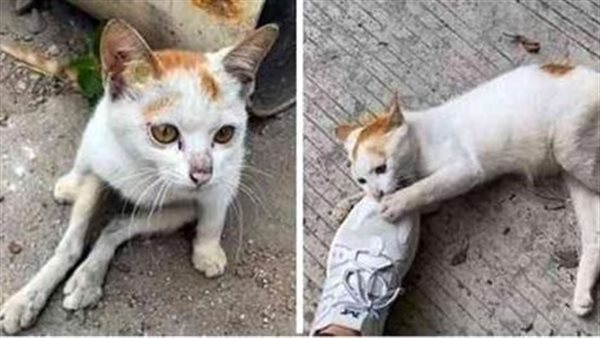 موقع أيام نيوز