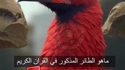 ما هو الطائر المذكور في القرأن