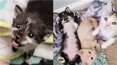 Family Takes in Kitten from a Field, 24 Hours Later They End Up with 2 More Cats from an Attic and a Shed