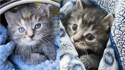Man Spots Lone Kitten Huddled Among Fallen Leaves and Stops to Help, So the Young Cat Can Have Better Life