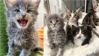 'Gremlin' Kittens Move Indoors for the First Time, Spending this Winter in Comfort and Warmth