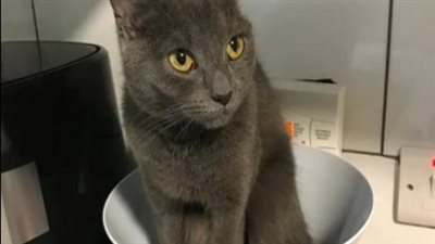 Within 48 hours، the owner of a cat could not find their pet because the cat had chosen an unexpected hiding place and there was no information about its whereabouts