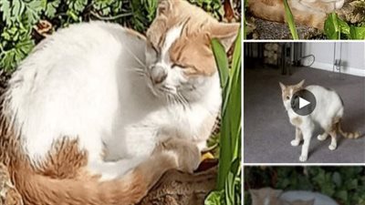 After learning that her cat had been found، a lady realized that the rescuer had refused to return her pet to her