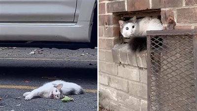 After evading capture and losing his vision، the feral cat named Ham transforms into a fully domesticated housecat
