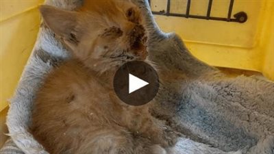 Once discovered in a “deplorable” condition، the life of a kitten has been entirely turned around and she has finally found the loving home she had always longed for
