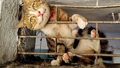 Quickly rescue the cat that is trapped with its head stuck in the metal window frame