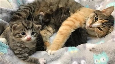 The mother cat ensures the safety of her kittens by sheltering them in a pile of wood until the rescue team arrives