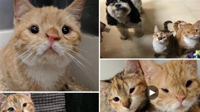 A number of kittens with Down syndrome were left alone in a shelter with no one to take them out. However، one day، Michelle appeared