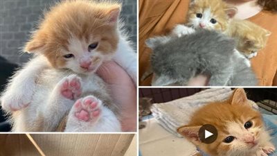As she stumbled upon the kitten، it was evident that the little one was struggling to survive on its own. Despite the kitten’s valiant efforts to fend for itself، the question still remained: where we