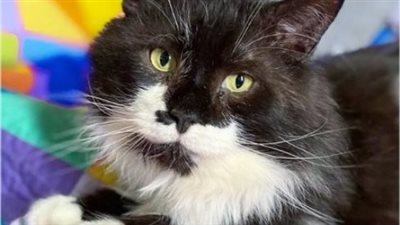 Cat Who Was Last One to Leave Neighborhood Streets، Decides He’ll Give Indoor Life a Try