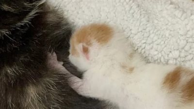 Kitten is Found in a Basket at a Park and Shortly After He is Accepted by a Cat and Her Litter of Six