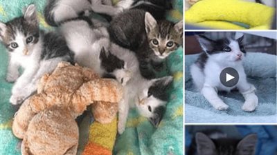 There is a group of kittens with crooked legs that have been properly casted so that they can develop and grow strong and healthy