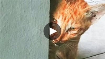 A cat from the street who couldn’t eat or drink due to extremely poor health. However، luck came and gave it a new life
