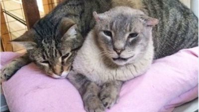 Archie The Cat Finally Finds Home After Years Of Helping Other Shelter Cats
