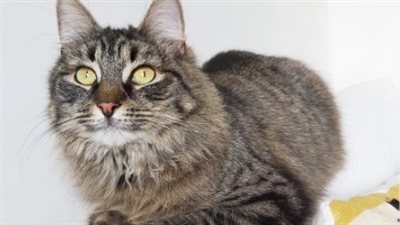 Shelter Throws A Birthday Party For A Cat Hoping Someone Would Adopt Her And No One Comes