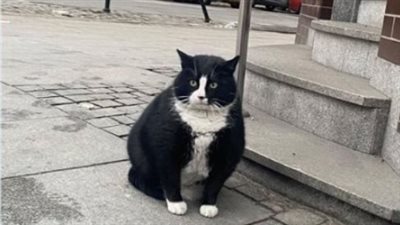 This Cat Is Rated With Five Stars On Google Maps