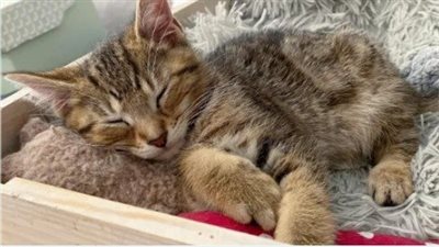 Driver Spots a Ball of Fur on the Road، Turns Out It’s a Kitten، In One Day His Life Completely Changes