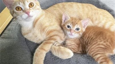 Cat Has One Kitten Right After Coming to Shelter، Can Finally Breathe Easy When a Person Shows Up to Help