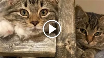 Кitten Discovered Нiding Under Рorch، Found Нis Сourage Тhrough Аnother Сat Тhat Needed А Friend
