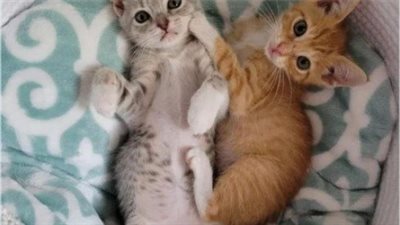 Kitten Adopts Another Kitten After Her Sister Passed Away