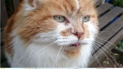 The Owner Got A Cat in 1988، But He Didn’t Expect To Throw Him A Birthday Party 30 Years Later …