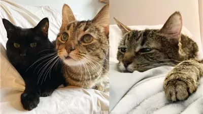 10-year-old Cats Share a Remarkable Bond, Have Been Waiting 6 Months for Their Dream Home Together