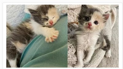 Kitten Born Outside Grows Up Clinging to Her People So She Won’t Be Alone Again