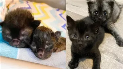 The Heartwarming Story of Two Cats Looking Out for Each Other Since They were Newborn Kittens