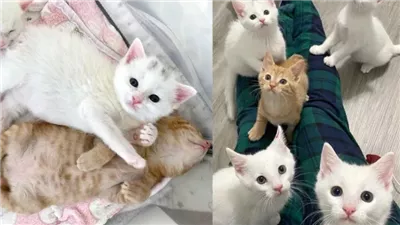 ‘Cookie and Milk’ Kittens Wiggle Their Way into People’s Hearts After a Family Stepped Up to Take Them in
