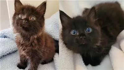 Feral Kitten Flourishes into Happy Couch Cat When She Finds Someone to Trust