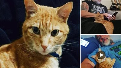Every night, a cat sneaks into his neighbors’ house to sleep