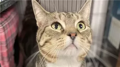 The shelter cat with an attitude receives the funniest notice on his cage
