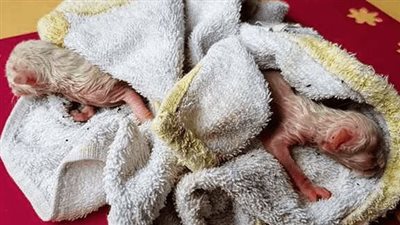 A kitten found meowing for help on a roof hours after birth, now 8 months later…