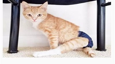 Kittens born without back leg bones and rescued are now living the life they deserve