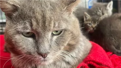 Building Manager Finds Kittens with a Cat ‘Mother’ Who Turns Out to Be a Mister Instead