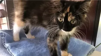 Kitten Isn’t Growing Until Kind Person Takes Her on, Turns Out She Fits Right into Their Home