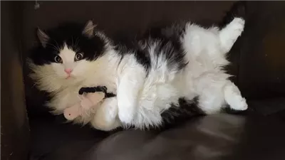 Cat Shows Up Outside Guy’s House for Food and Comes Back a Month Later Asking for Help