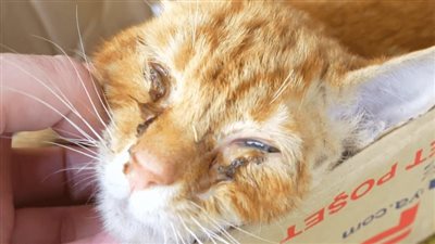 A miracle happens while the sick cat, with no hope of being saved, waits for its last breath