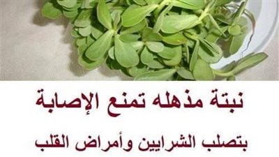 7 اعشاب لخفض نسبة الكوليسترول تنظف الشرايين بشكل طبيعي وتقي من أمراض القلب