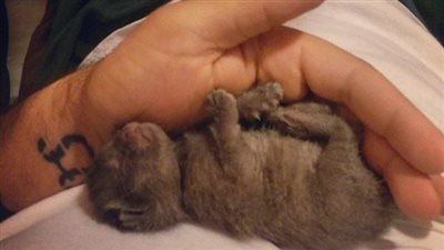 How Rescuing a Tiny Kitten on a Rainy Night Transformed One Man’s Life