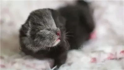 A Tale of Transformation: The Stunning Metamorphosis of a Two-Faced Kitten into a Beautiful Cat