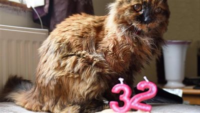 “Meow-some Birthday Bash: Meet the Feline Phenomenon Set to Break World Record as the Oldest Living Cat at 32”