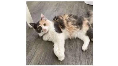 Lonely Kitten Finds Comfort in Humans After Being Abandoned Outside