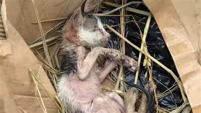 Rescue a blind kitten with a very weak body that was abandoned in the cold rain