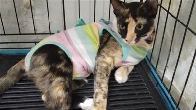 After an accident, the cat went missing, but thankfully, it was eventually found and safely returned home
