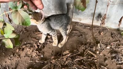 The loud cries of the little kitten echoed in despair, but…! My heart shattered, and tears streamed down my face when I saw it!