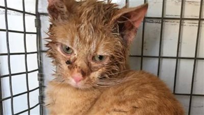 The poor little cat did not cry to show gratitude to everyone for being rescued despite being seriously injured