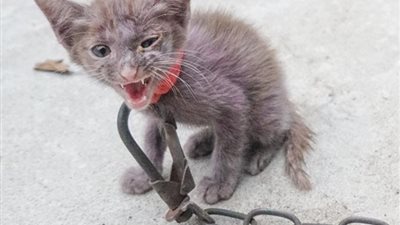 The poor cat was tied up for a year, crying non-stop because of the heartbreak, lucky to be discovered and saved from this hell