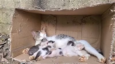 A cat was abandoned by its owner, giving birth in a cardboard box on the side of the road but fortunately, a kind person came to the rescue!